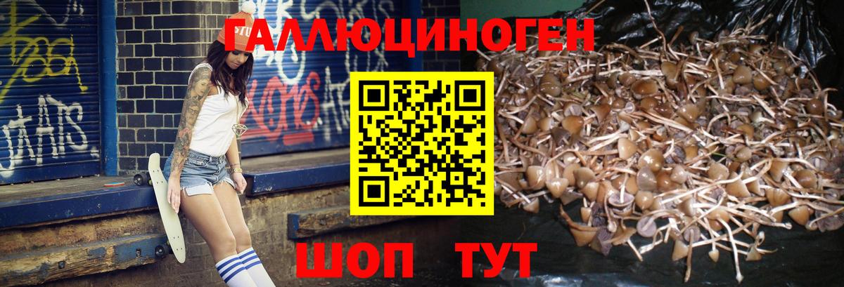 Псилоцибиновые грибы Psilocybine cubensis Истра